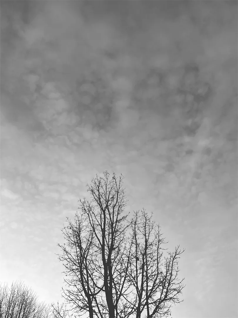 Tree in the morning
