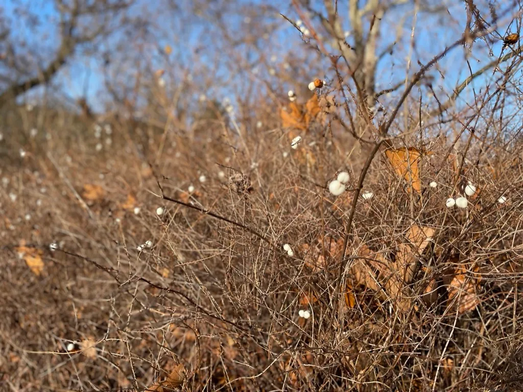 white snowberries in winter brush against blue sky